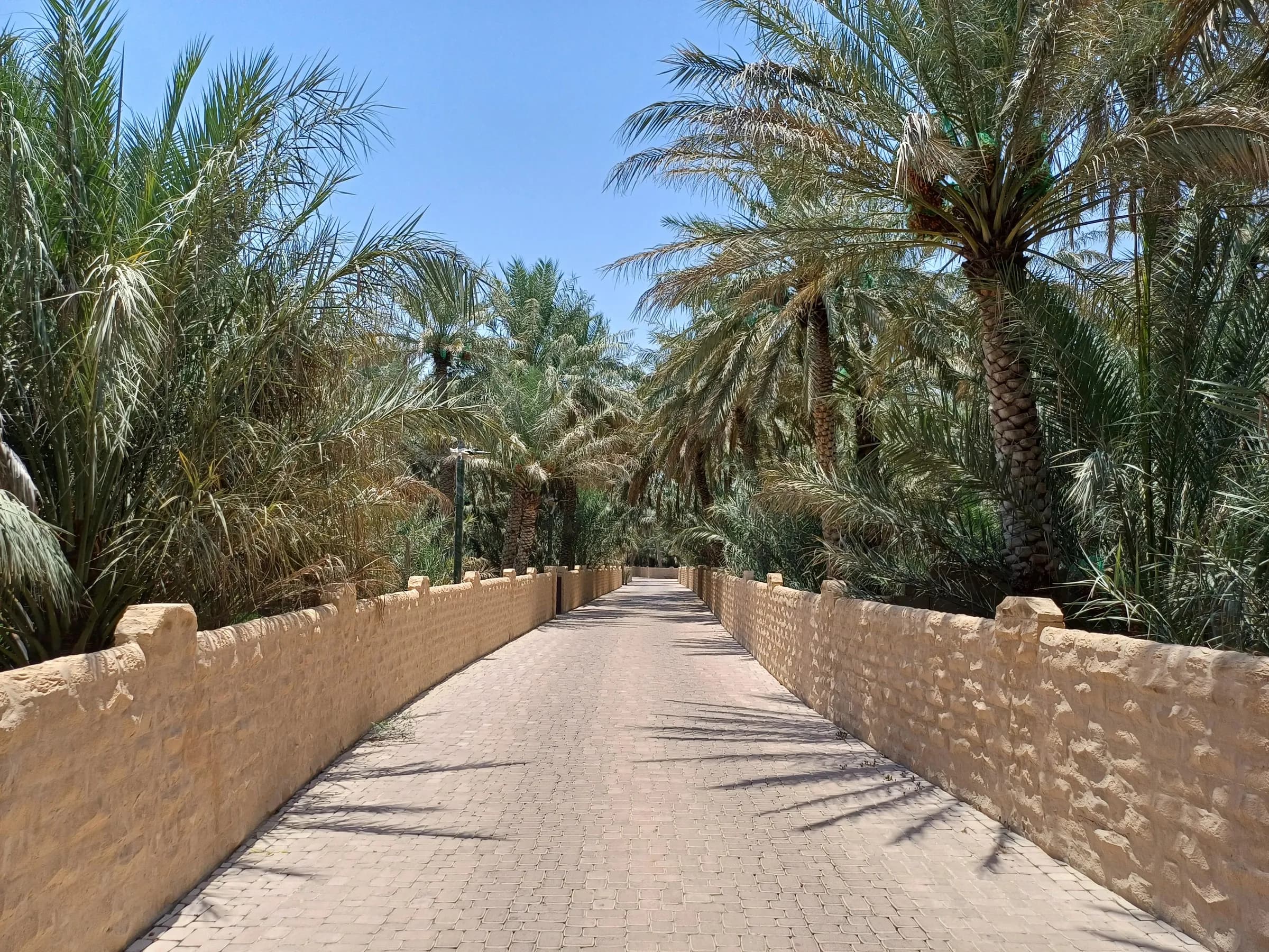 Shaded path through the date palms of Al Ain Oasis
