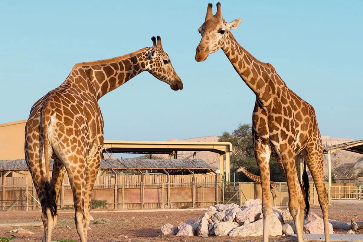 Al Ain Zoo, Al Ain