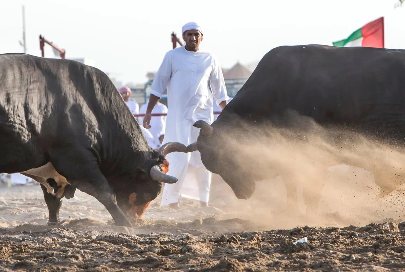Bull Fighting in Fujairah, Fujairah