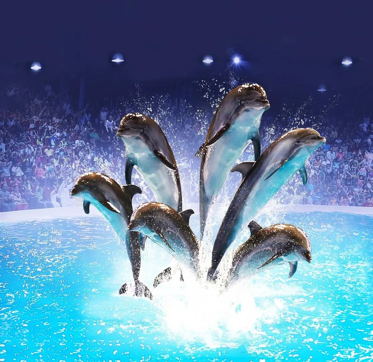 Dubai Dolphinarium, Dubai