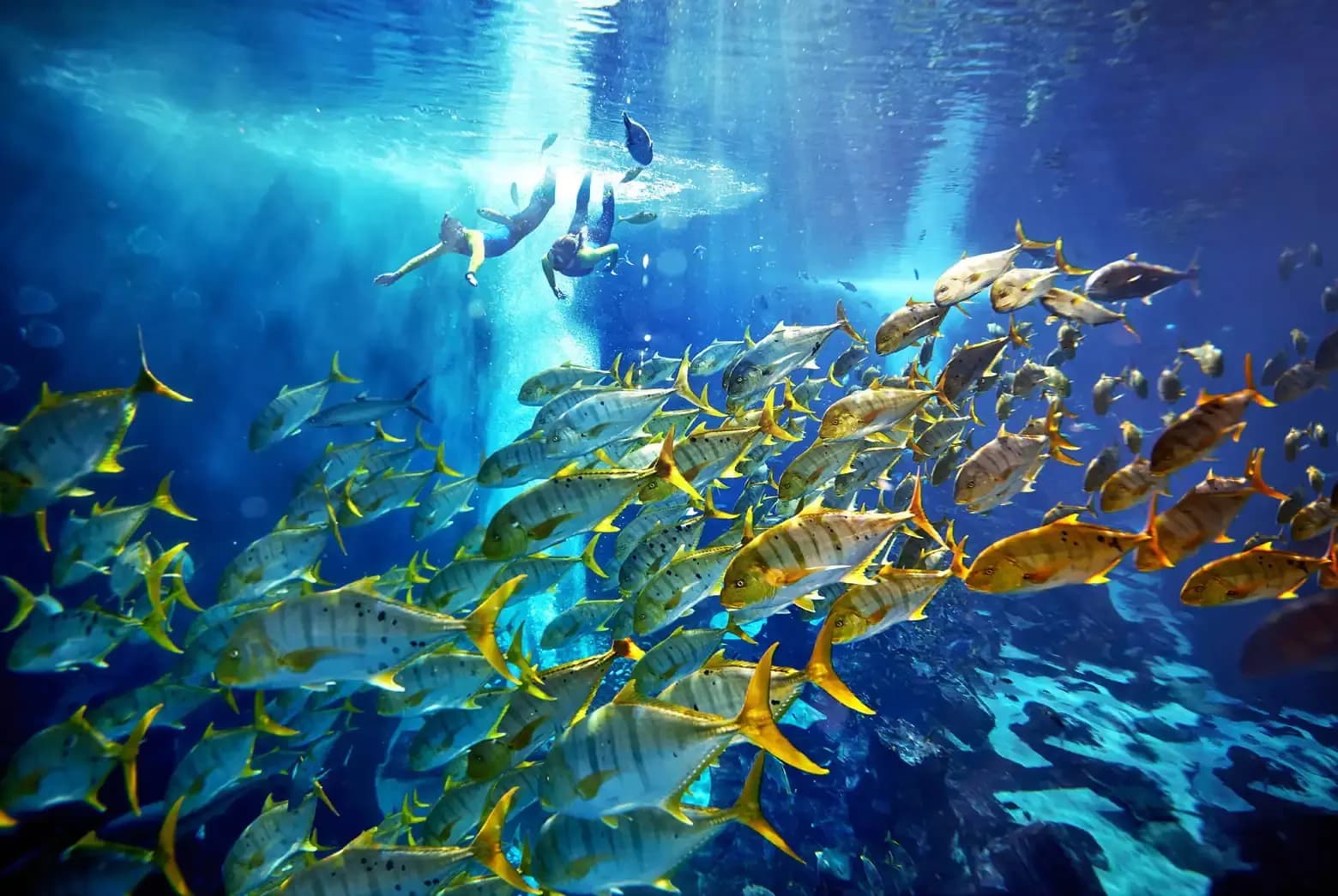 Scuba Diving Tour, Dubai, Dubai