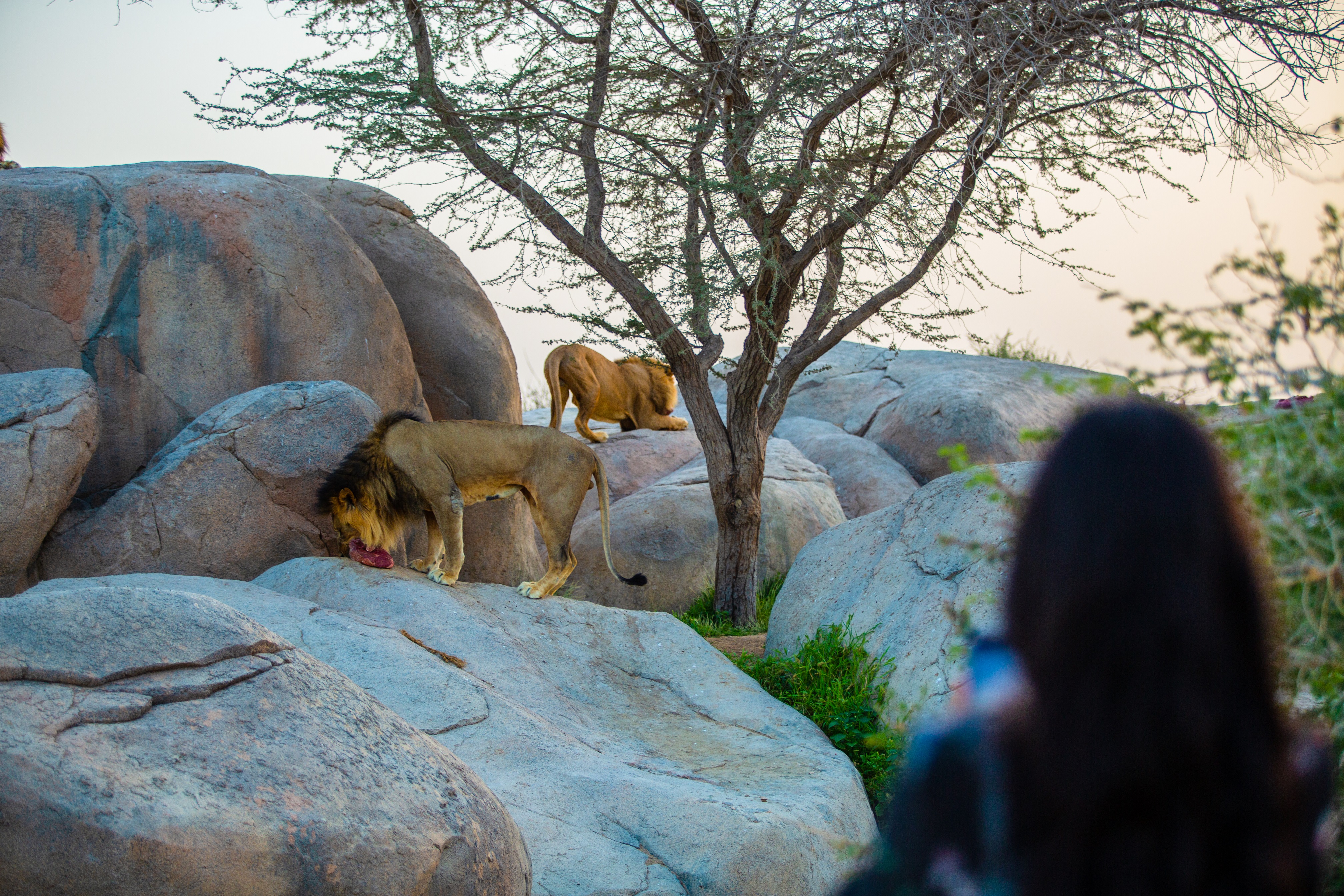 Al Ain Zoo (2)