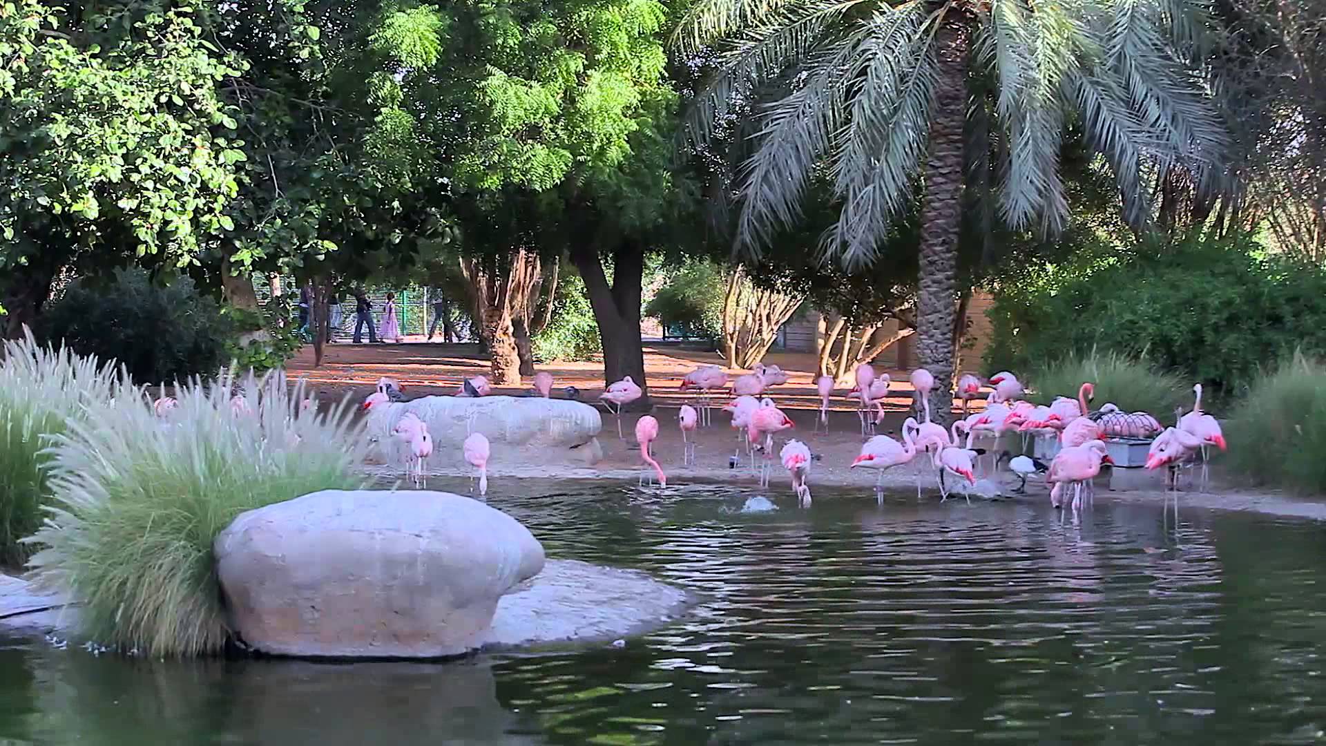 Al Ain Zoo (3)