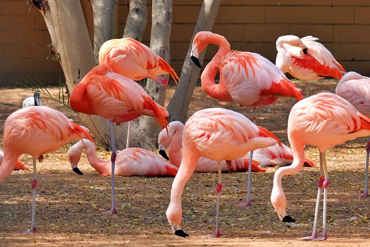 Al Ain Zoo pas