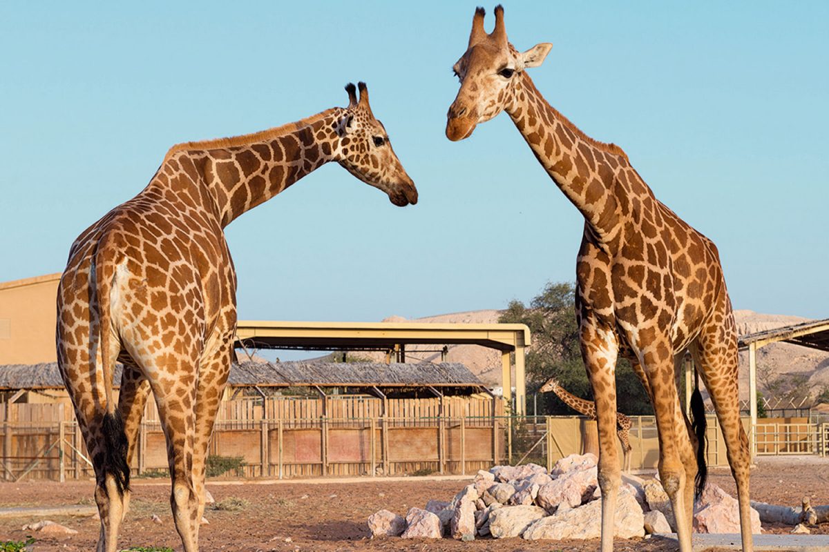 Al Ain Zoo ticket