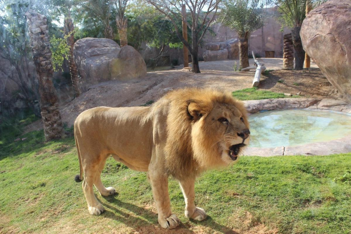 Al Ain Zoo time