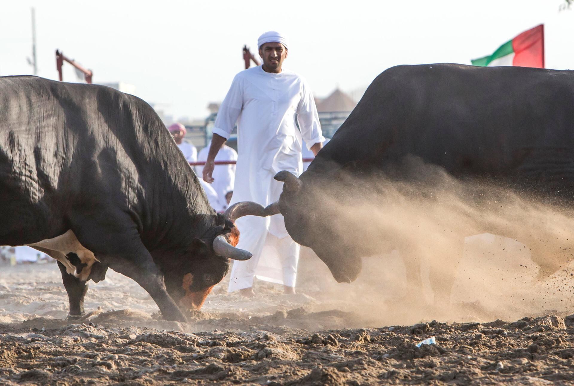 Bull Butting Bull Fighting Fujairah time