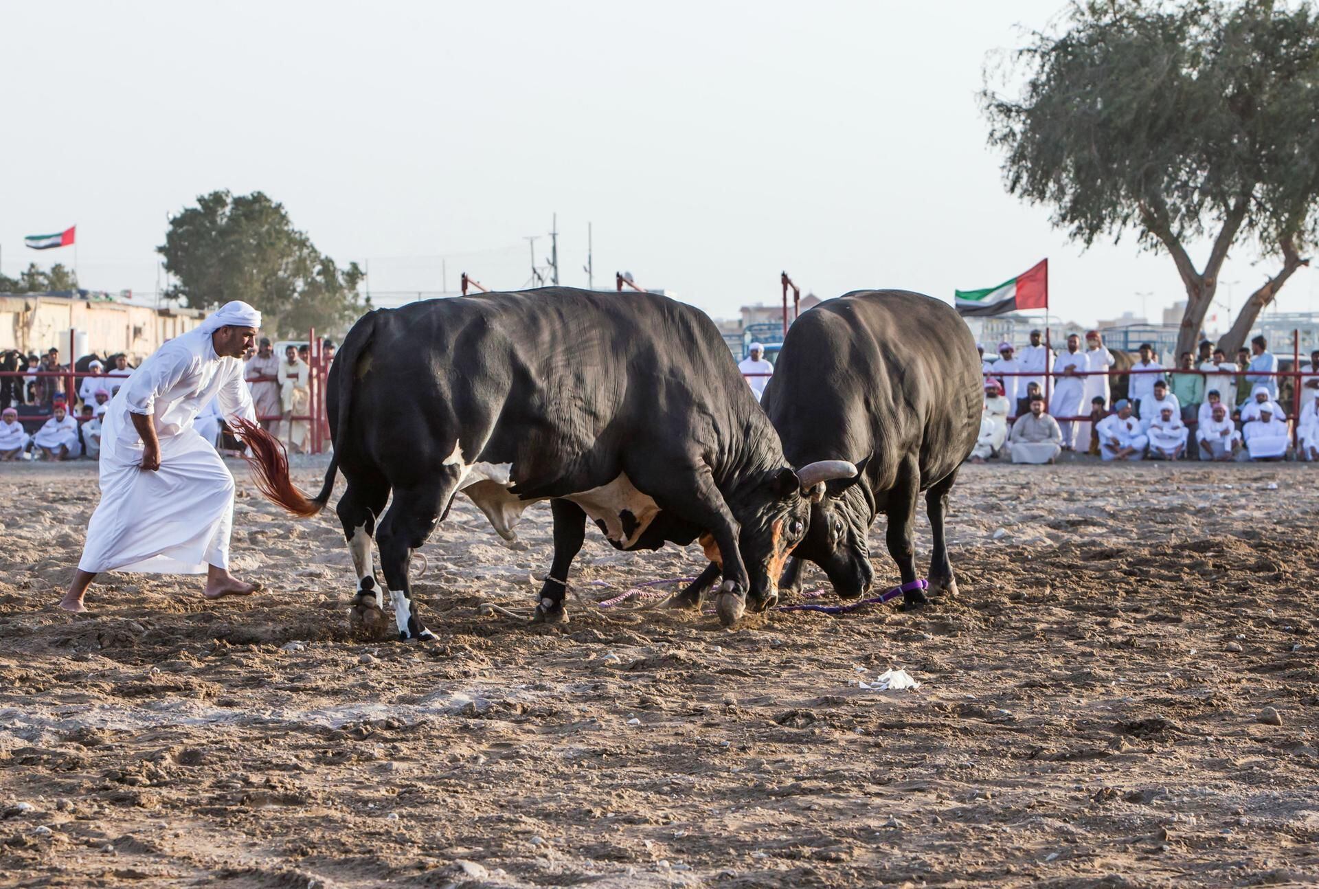 Bull Butting Bull Fighting Fujairah timing