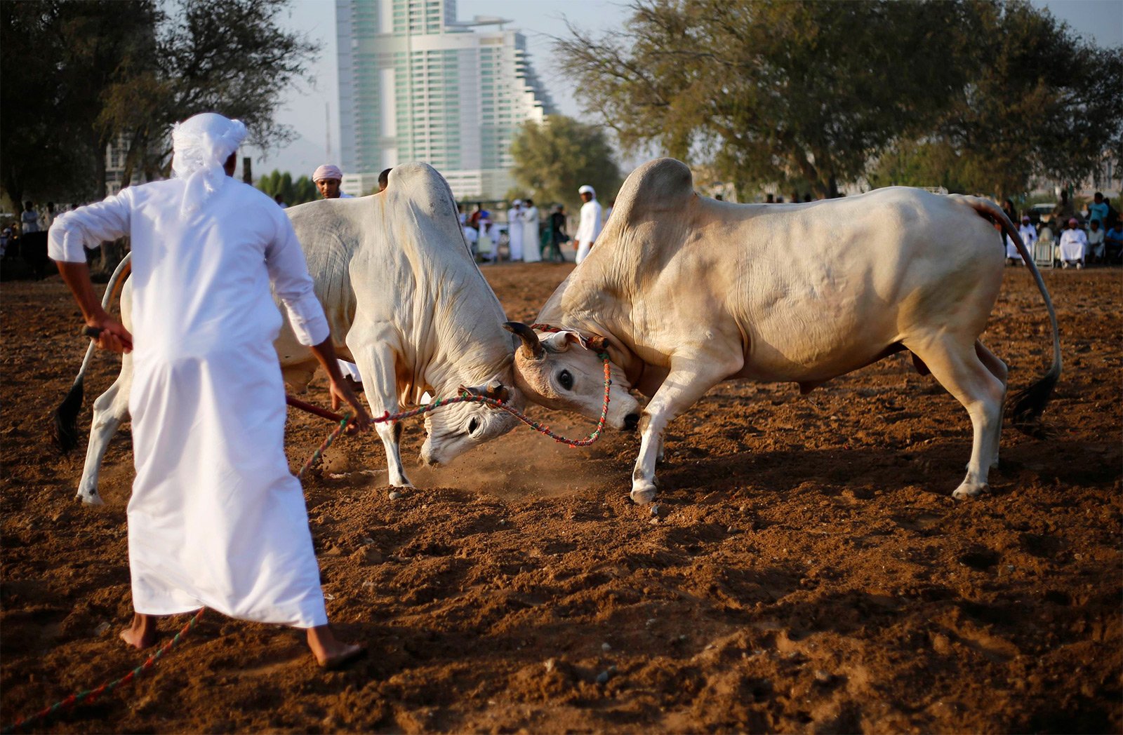 Bull Butting Bull Fighting Fujairah