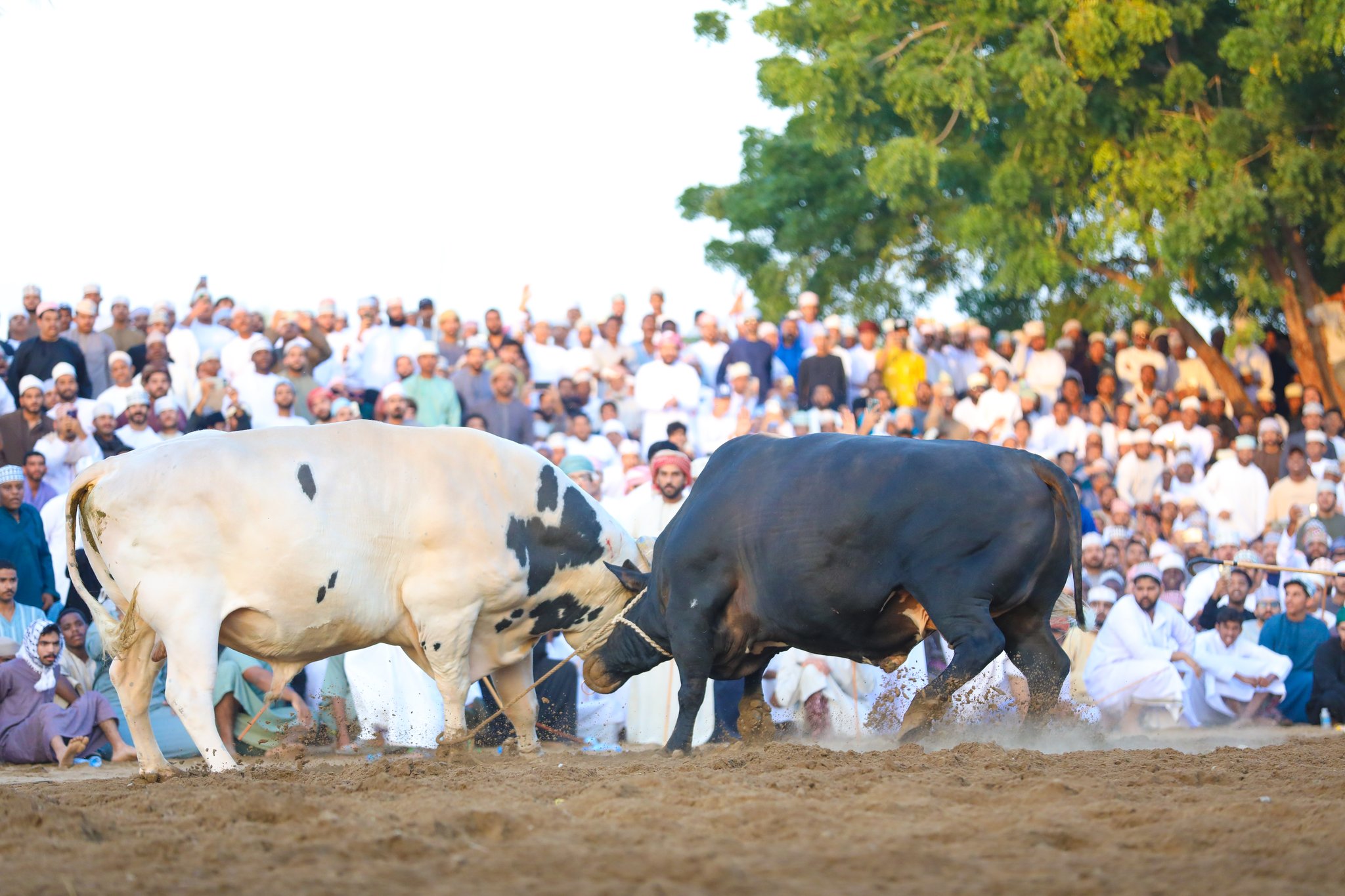 Bull Fighting Fujairah (2)