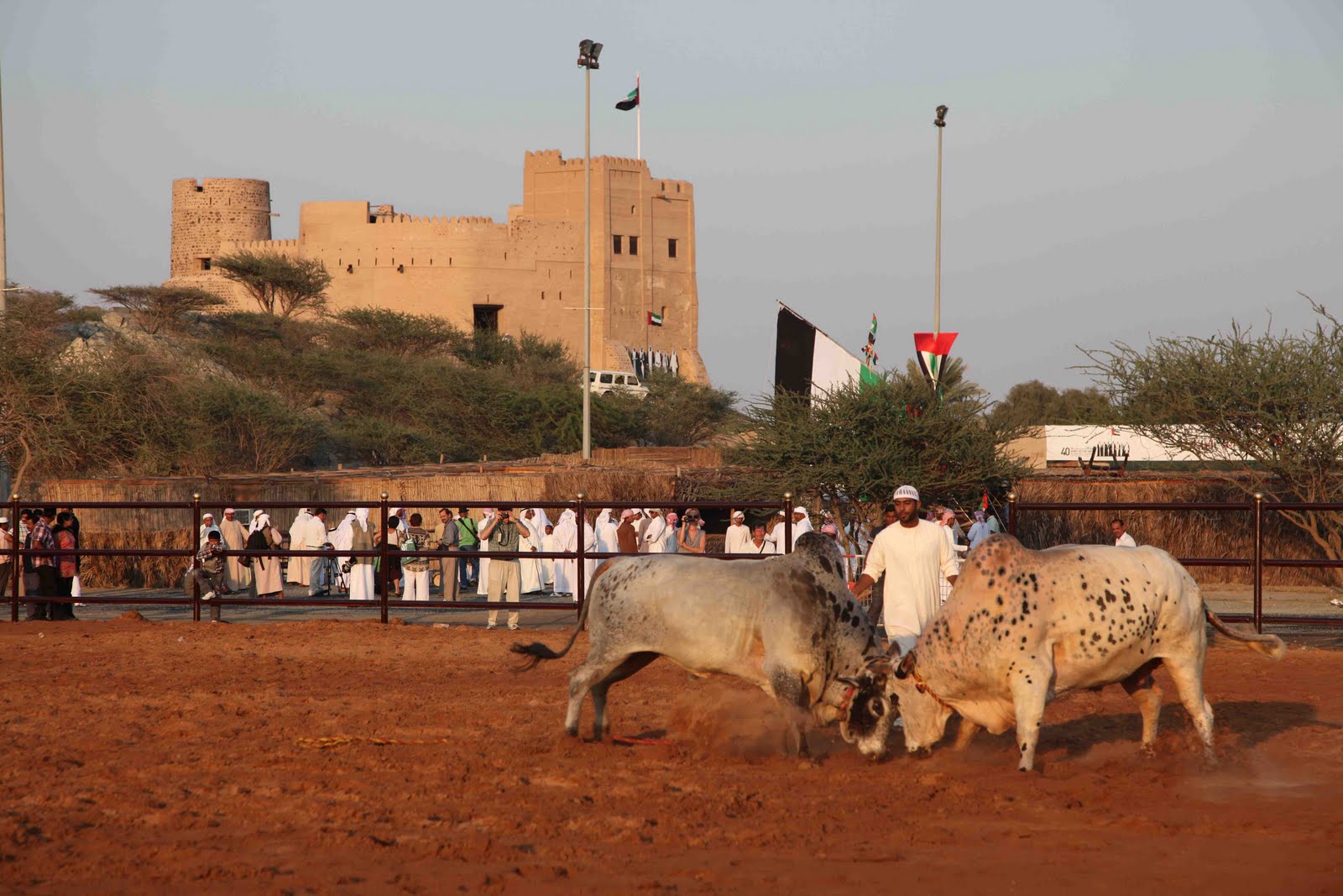 Bull Fighting Fujairah time