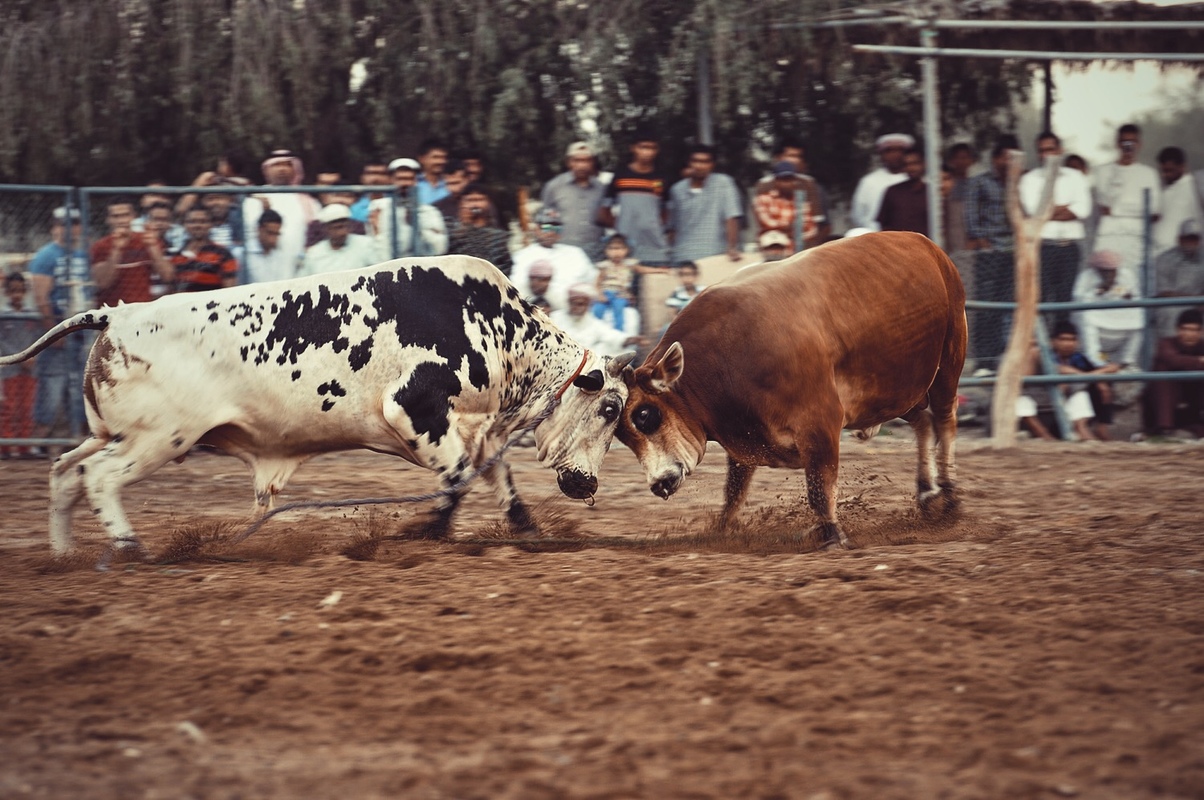 Bull Fighting Fujairah timing
