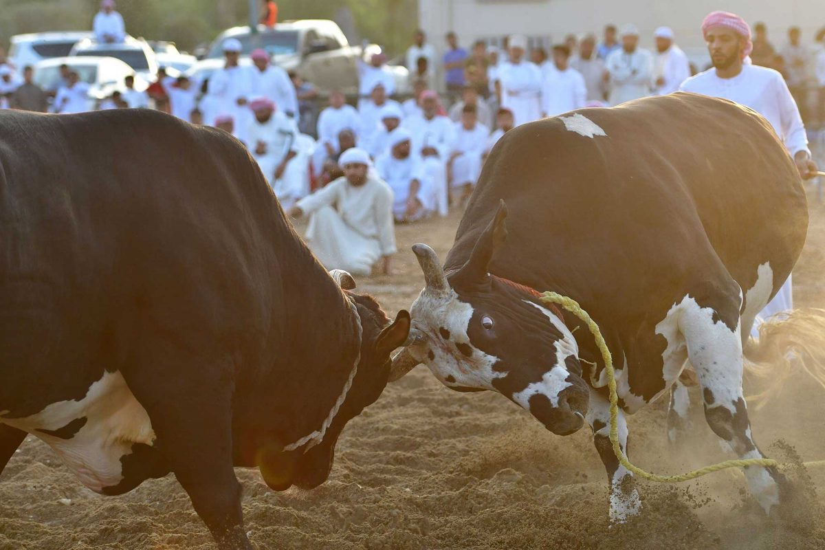 Bull Fighting Fujairah