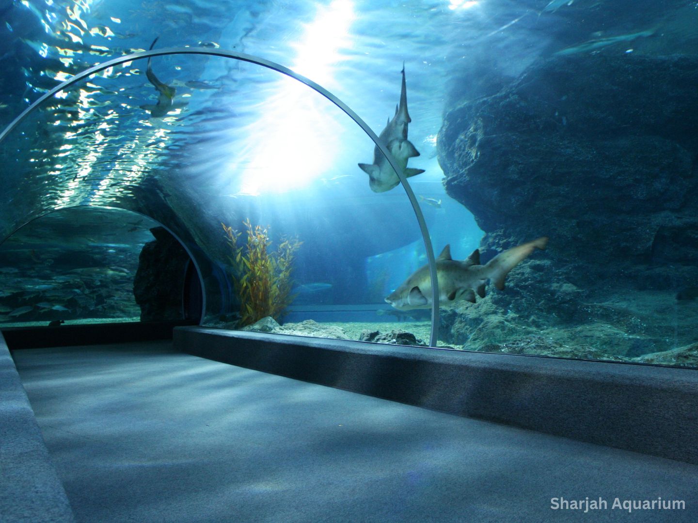Sharjah Aquarium (3)