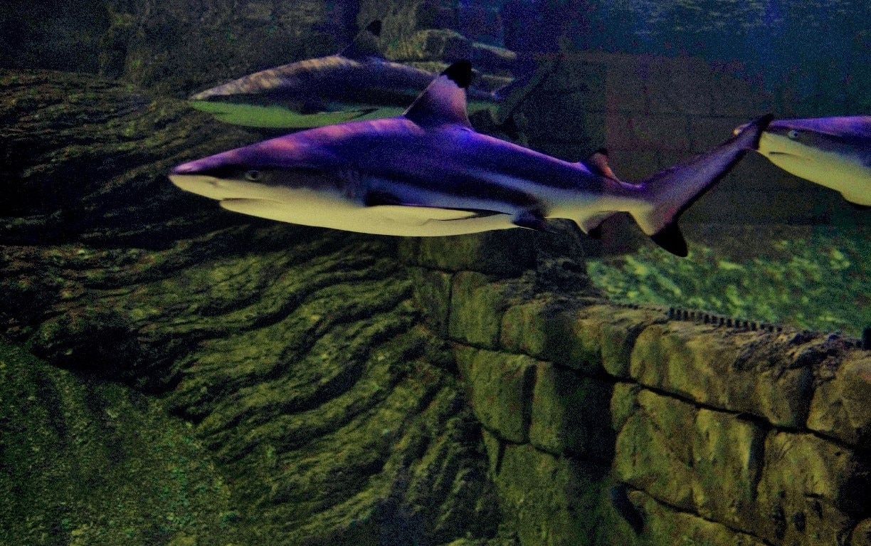Sharjah Aquarium loction