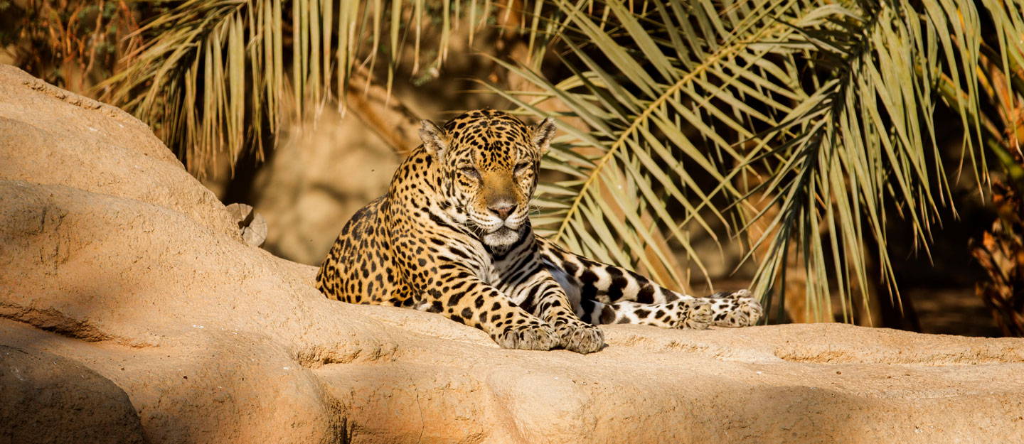 Sharjah Desert Park timing