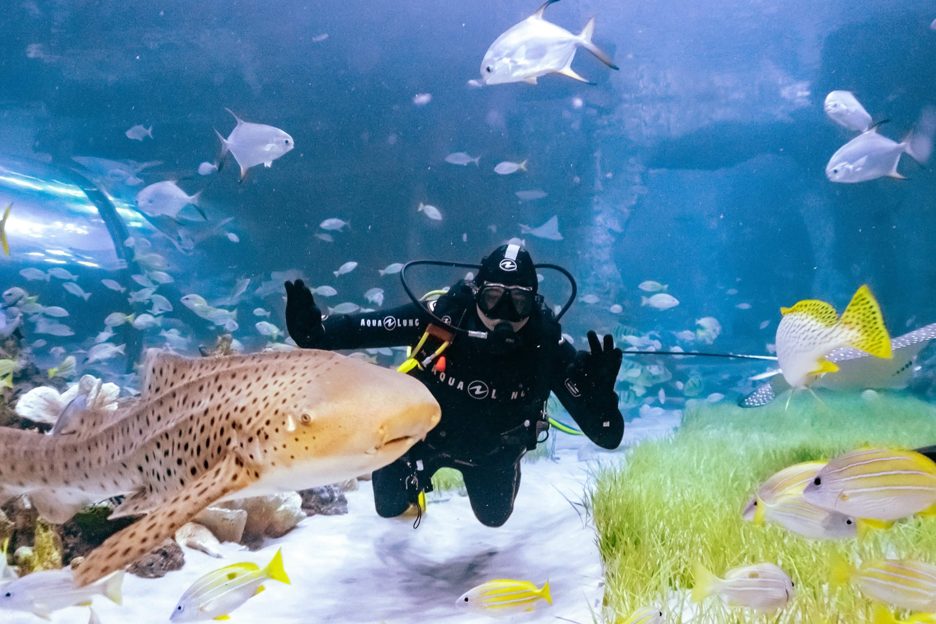 TheNationalAquariumAdmissioninAbuDhabi-Klook