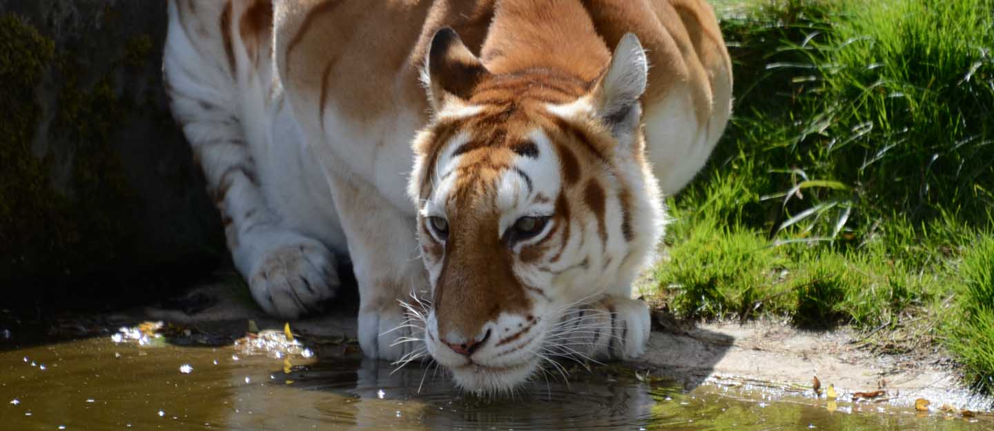 Umm al Quwain Zoo (2)