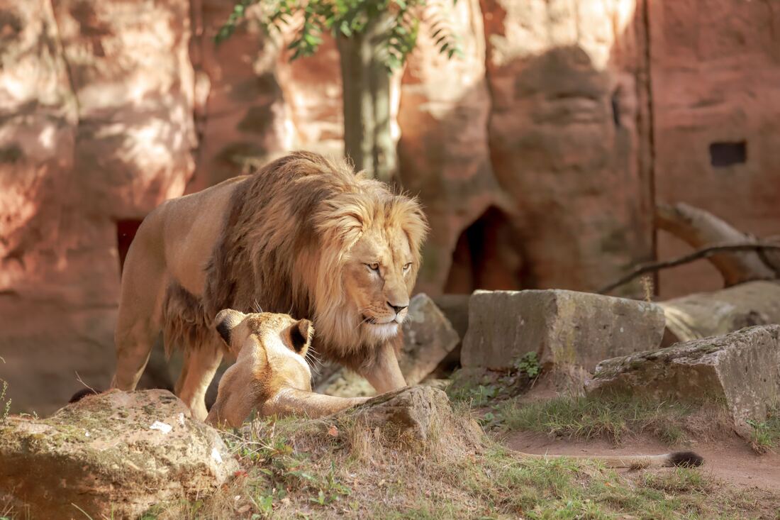 Umm al Quwain Zoo (3)