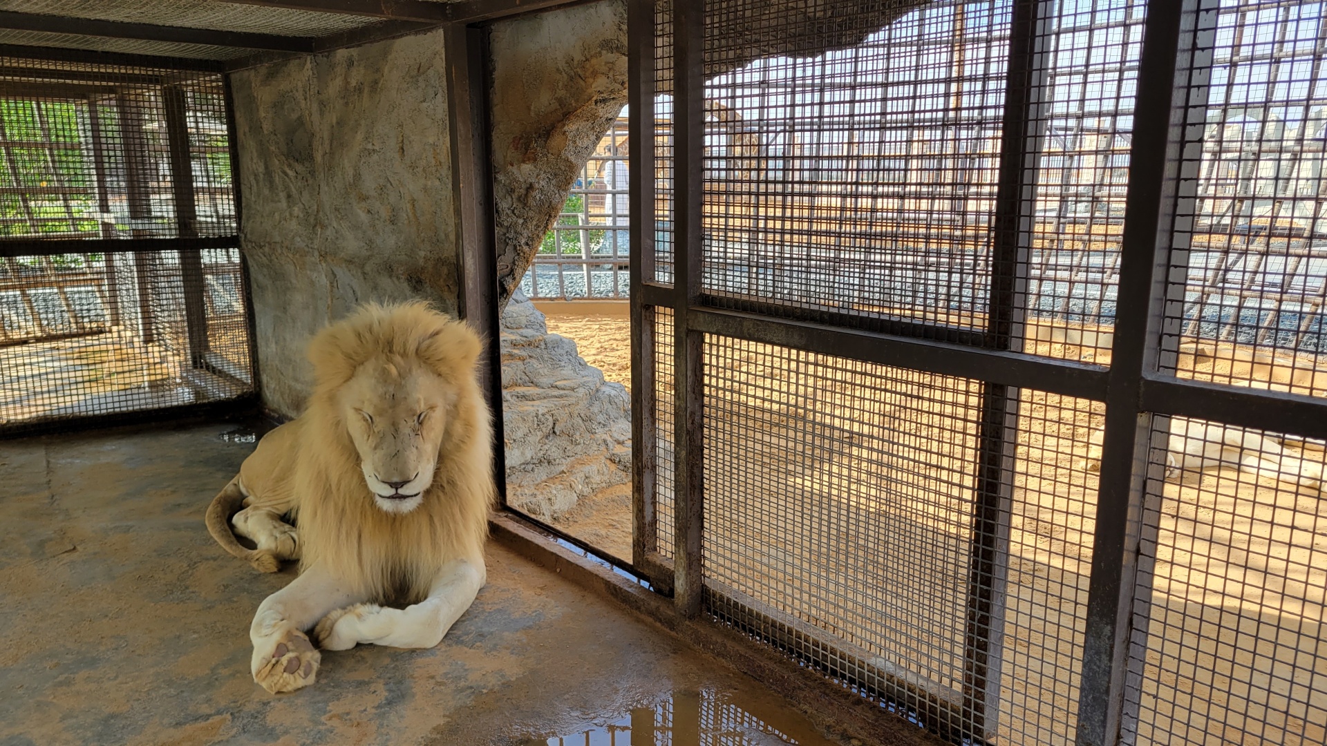 Umm al Quwain Zoo (4)