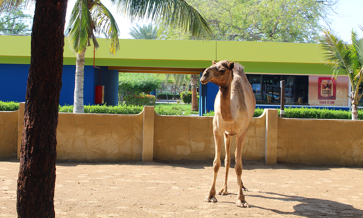 Umm al Quwain Zoo animal