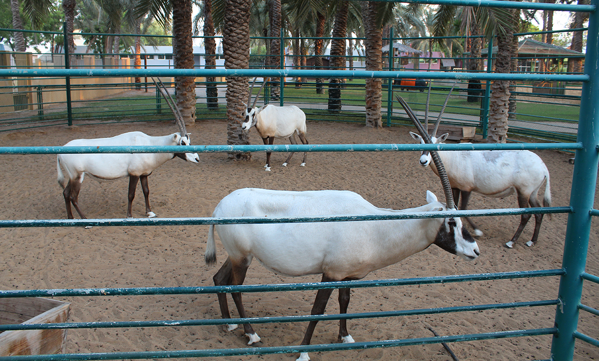 Umm al Quwain Zoo price