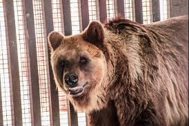 Umm al Quwain Zoo timing