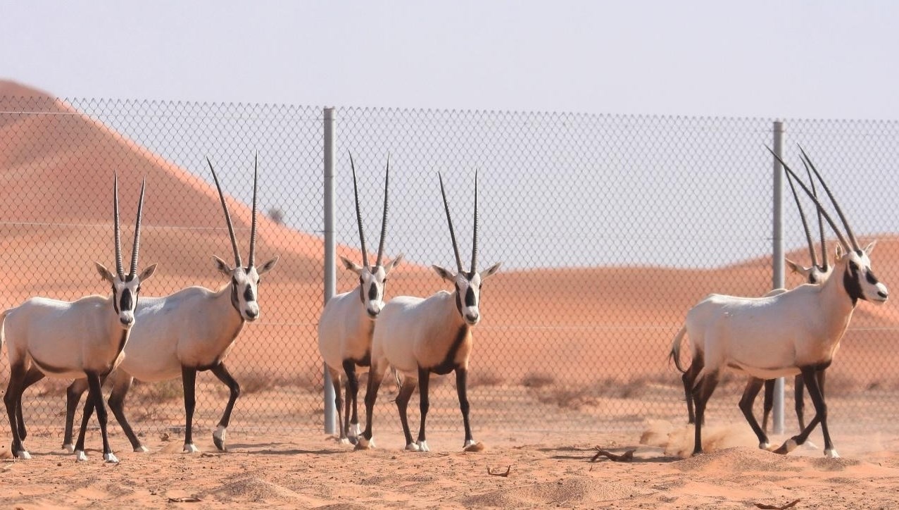 Umm al Quwain Zoo tour