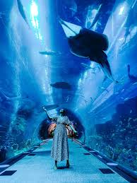 dubai aquarium & underwater zoo (2)