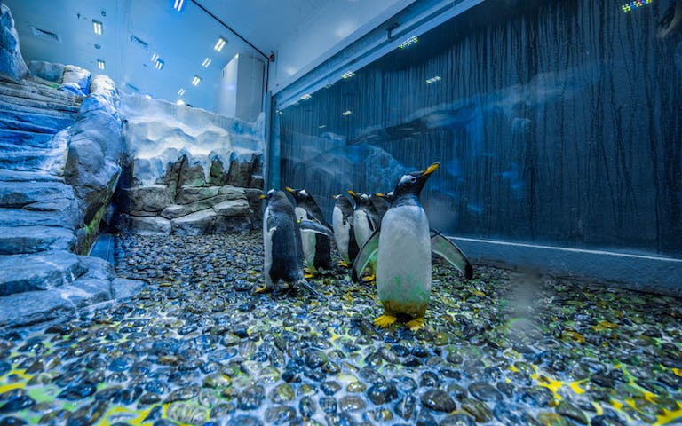 dubai aquarium & underwater zoo (3)