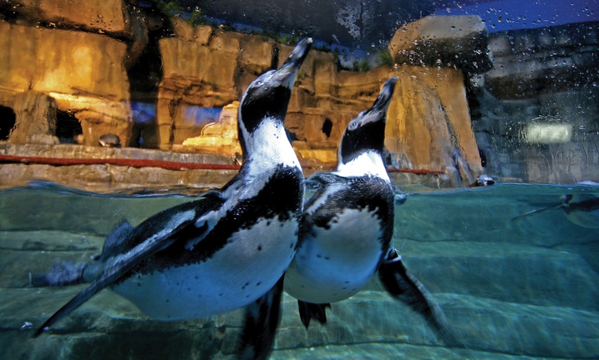 dubai aquarium & underwater zoo + penguin cove