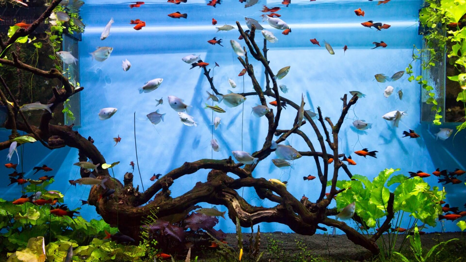 dubai aquarium & underwater zoo reviews