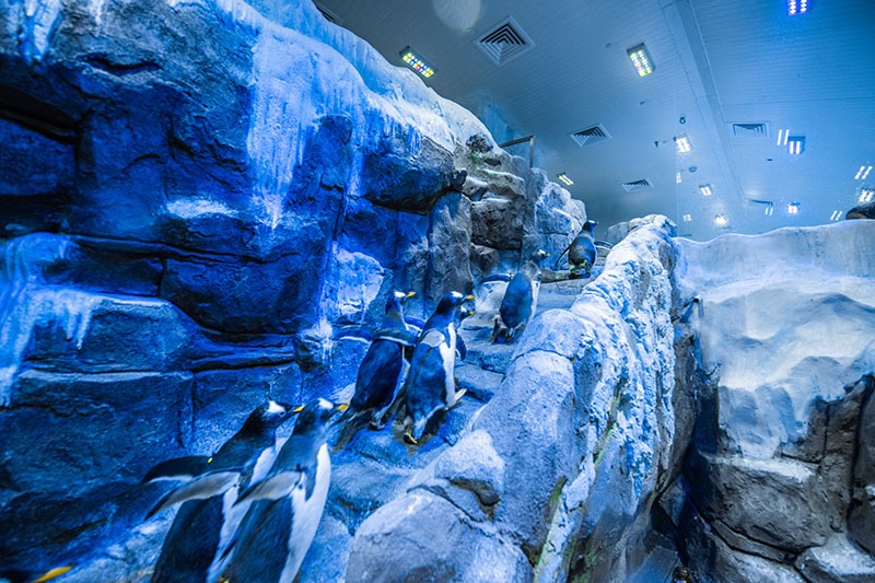 dubai aquarium & underwater zoo tickets offers