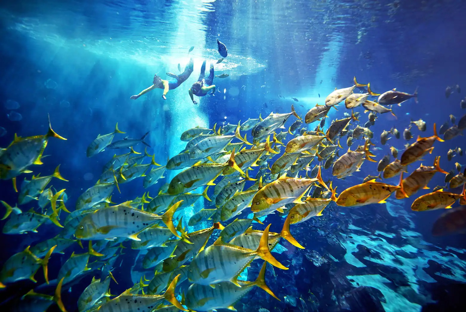scuba diving tour dubai (3)